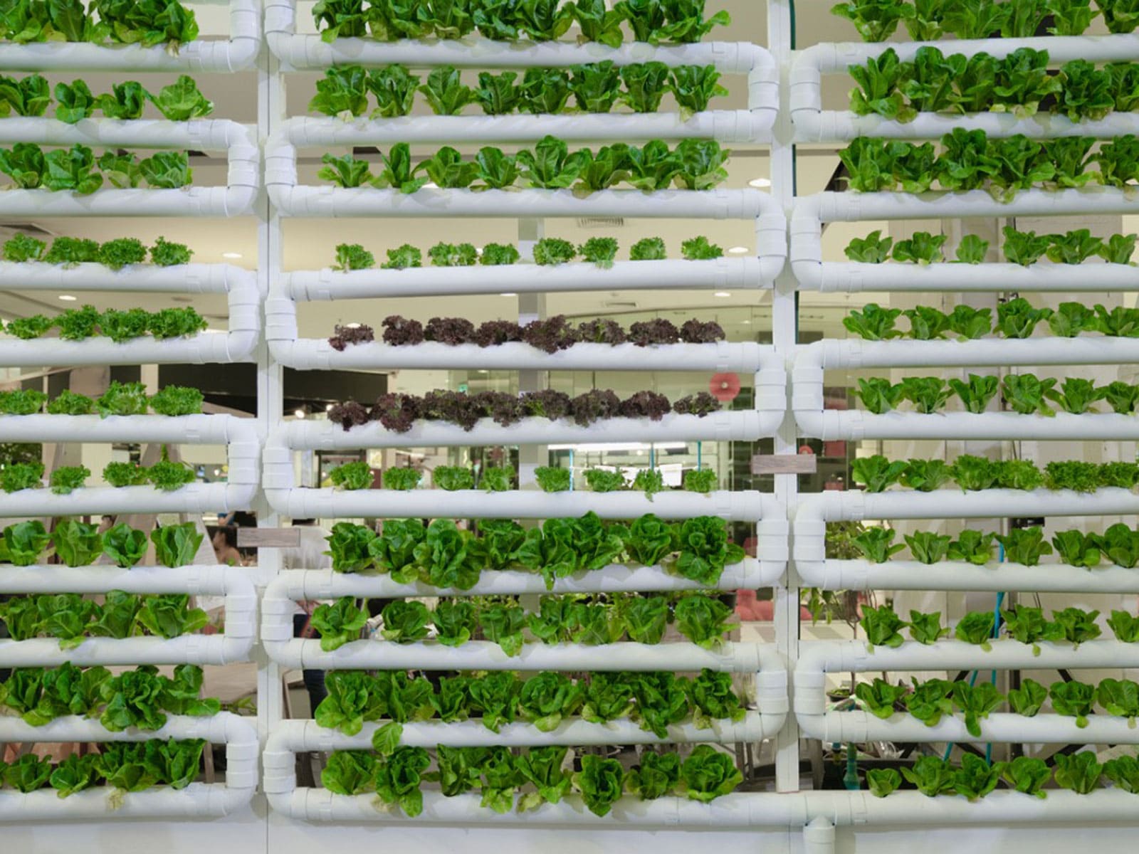 Is the future of farming indoors?